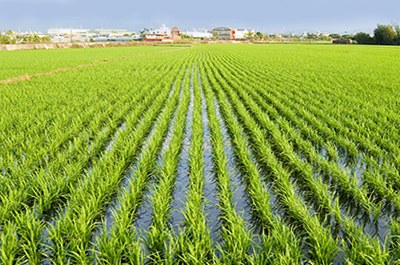 Agriculture 