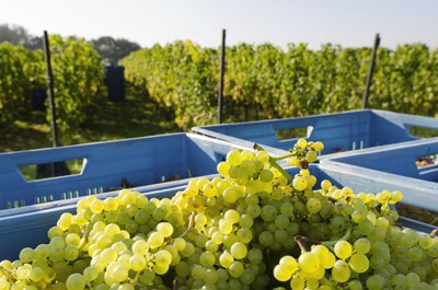Refroidissement des raisins au CO2